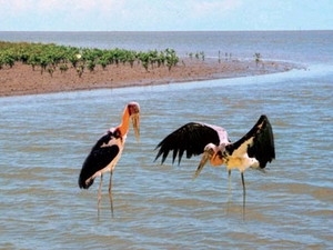 Des oiseaux au parc national de Mui Ca Mau